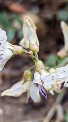 Astragalus miser