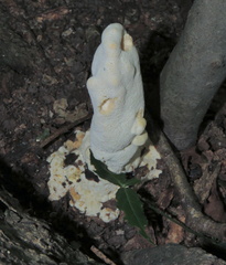 Abortiporus biennis