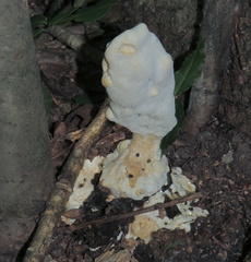 Abortiporus biennis