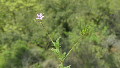 Erodium cicutarium