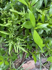 Lygodium japonicum