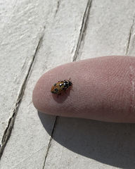 Hippodamia parenthesis