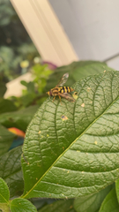 Syrphus