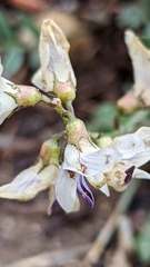 Astragalus miser