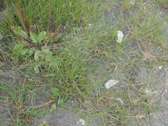 Eragrostis albensis