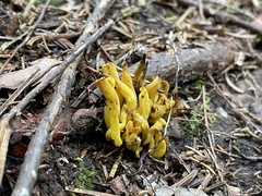 Clavulinopsis