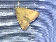 Phytometra viridaria