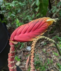 Heliconia episcopalis