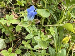 Gentiana platypetala