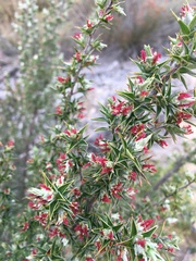 Cliffortia ruscifolia
