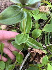 Gentiana platypetala