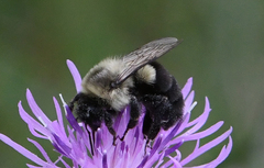 Bombus impatiens