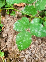 Podosphaera macularis