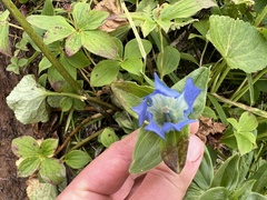 Gentiana platypetala