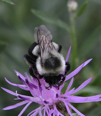 Bombus impatiens