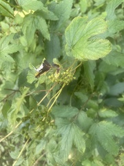 Filipendula ulmaria