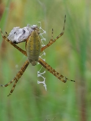 Argiope trifasciata