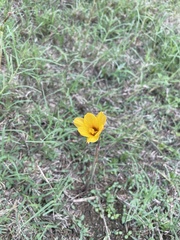 Zephyranthes tubispatha