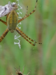 Argiope trifasciata