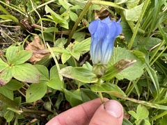Gentiana platypetala