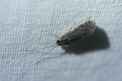 Polycentropodidae
