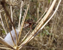 Larinioides cornutus