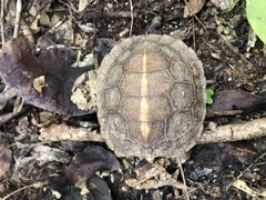 Rhinoclemmys rubida rubida