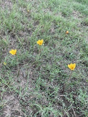 Zephyranthes tubispatha