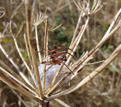 Larinioides cornutus