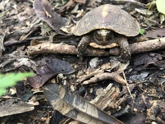 Rhinoclemmys rubida rubida