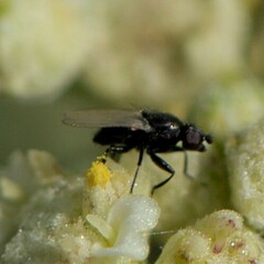 Milichiidae