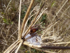 Larinioides cornutus