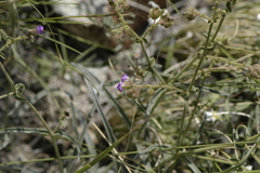 Mirabilis linearis