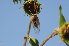 Megatibicen dealbatus