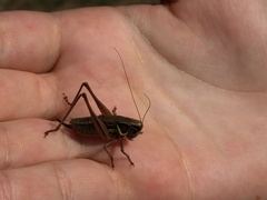 Roeseliana roeselii
