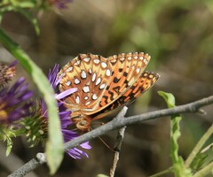 Speyeria hesperis