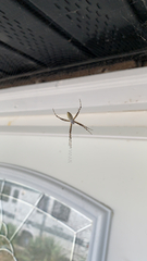 Argiope trifasciata