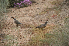 Callipepla gambelii