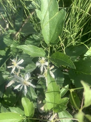 Clematis ligusticifolia