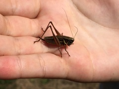 Roeseliana roeselii