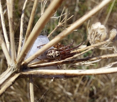 Larinioides cornutus