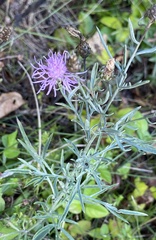 Centaurea jacea