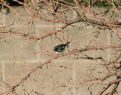 Setophaga caerulescens