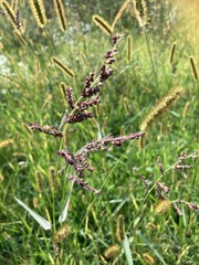 Echinochloa