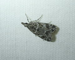 Eudonia heterosalis