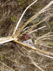 Larinioides cornutus