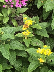 Hylephila phyleus