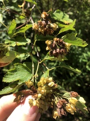 Physocarpus opulifolius