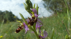 Ophrys scolopax