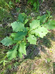 Quercus bicolor